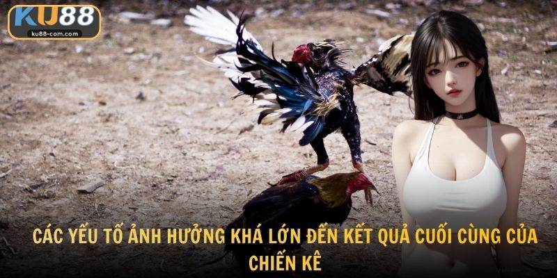 Các yếu tố ảnh hưởng khá lớn đến kết quả cuối cùng của chiến kê