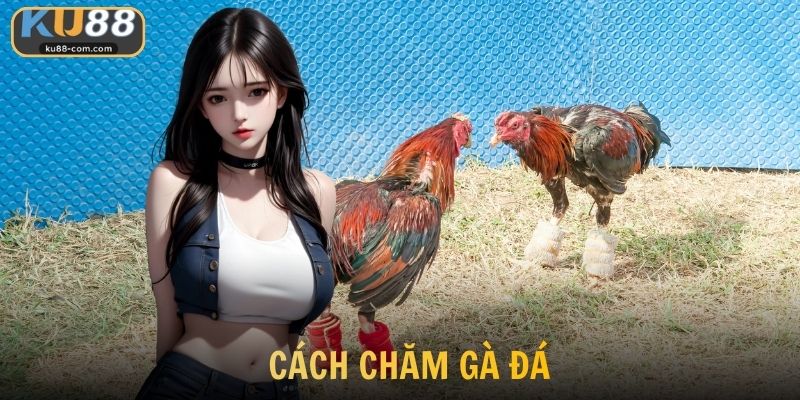 Cách Chăm Gà Đá Hiệu Quả Nuôi Chiến Kê Sung Sức Cùng KU88