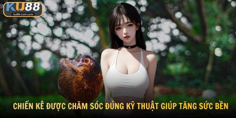 Chiến kê được chăm sóc đúng kỹ thuật giúp tăng sức bền