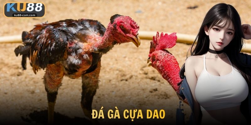 Đá Gà Cựa Dao KU88 -Trải Nghiệm Những Trận Chiến Gay Cấn