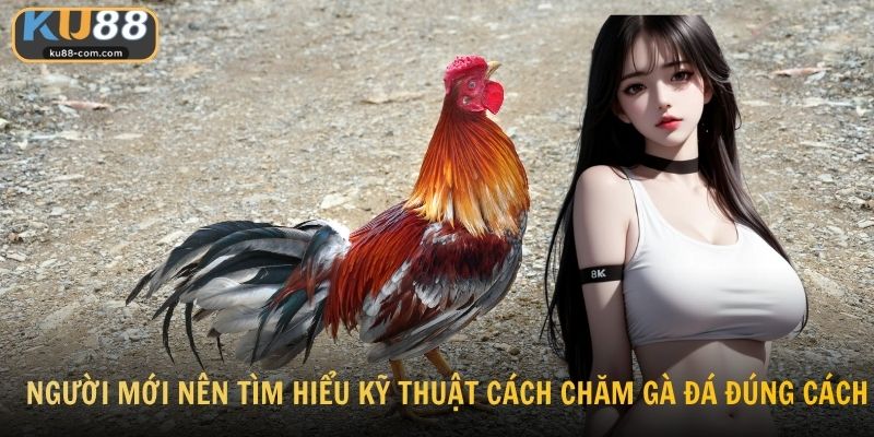 Người mới nên tìm hiểu kỹ thuật cách chăm gà đá đúng cách