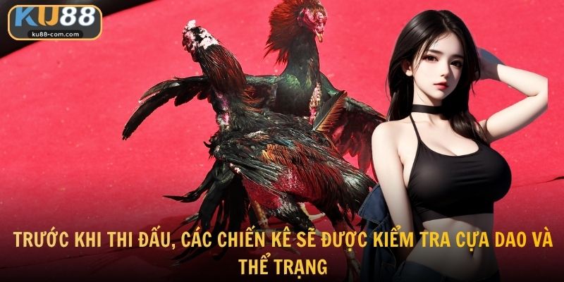 Trước khi thi đấu, các chiến kê sẽ được kiểm tra cựa dao và thể trạng